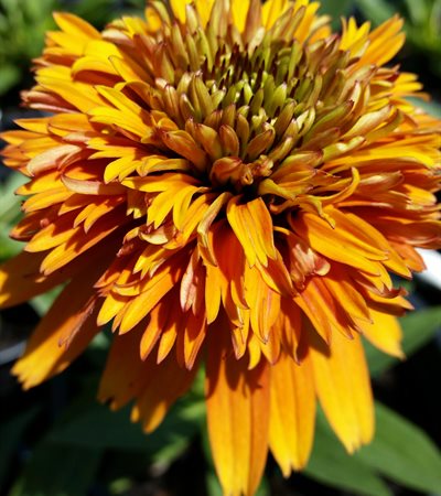 Coneflower Cone-fections™ Marmalade